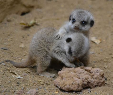 The Most Adorable Baby Meerkat Photos Ever Put Online 20