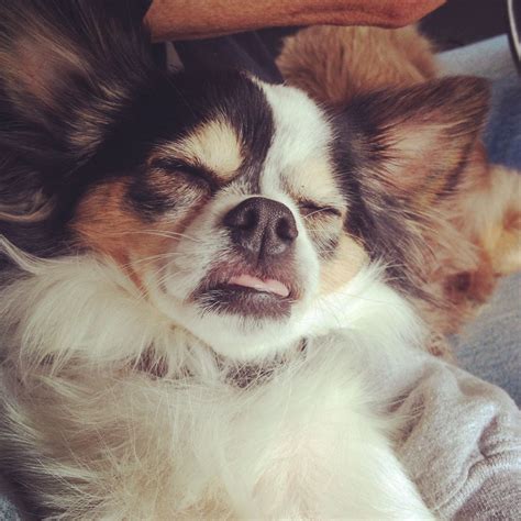 My Chihuahua Sleeping With His Tongue Stuck Out Chihuahua Animals