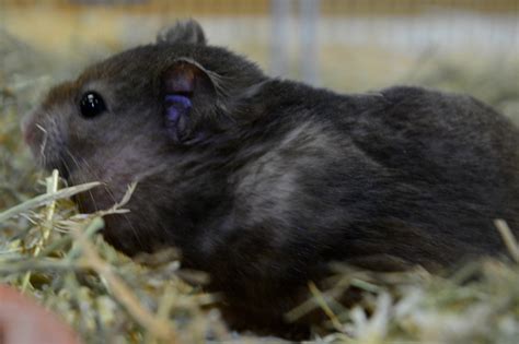 Die art heißt goldhamster oder auch syrischer hamster, er gehört zur gattung der mittelhamster. Teddyhamster - Fotos 1 - Medienwerkstatt-Wissen © 2006 ...