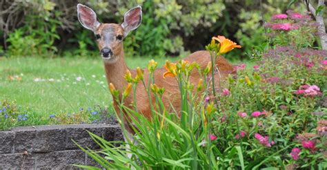 Top 10 Deer Resistant Plants For Your Garden My Garden Life
