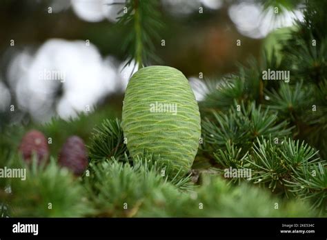 The Pinecone Of The Cedar Of Lebanon Stock Photo Alamy