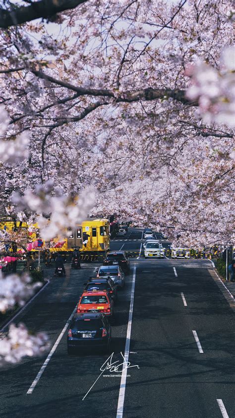 Free Japanese Cherry Blossom Smartphone Wallpapers — Barrett