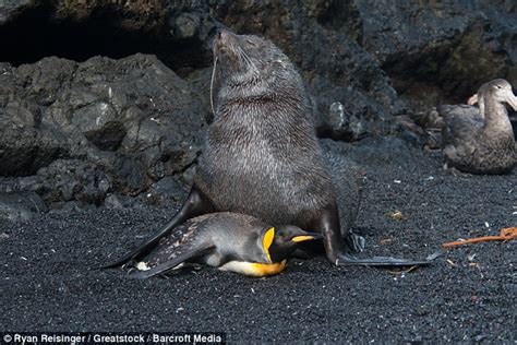 Seals Having Sex With Penguins On Marion Island Daily Mail Online