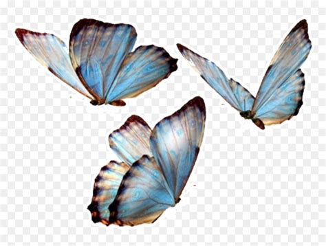 Transparent Butterfly  Overlay Animated  Discovered By