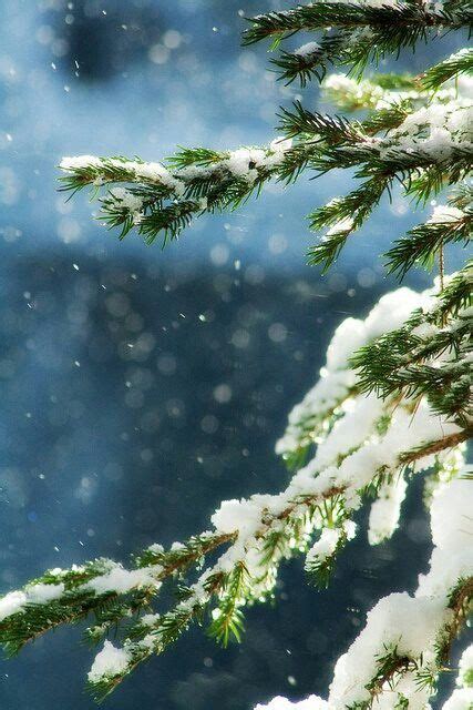 Winter White Christmas Evergreen Paysage Hiver Merveilles Dhiver