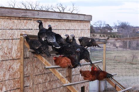 Many people raise turkeys for the purpose of serving them— as dinner that is, in the fall. Rearing of Turkeys at Your Backyard | The Poultry Guide