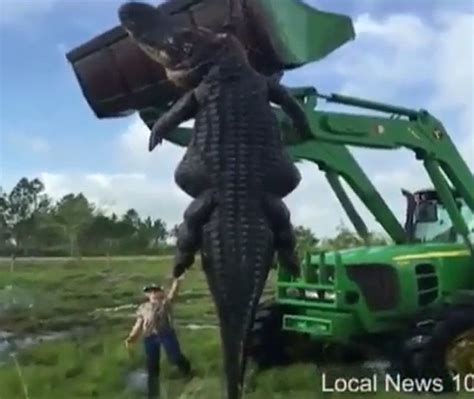 Hunters Kill Enormous Alligator That Was Eating Cows On Their Farm Video