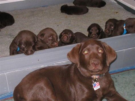Each of our dogs come with a 100% lifetime health guarantee. Lab Puppies For Sale In Asheville Nc | Top Dog Information