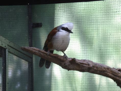 White Crested Laughingthrush Zoochat