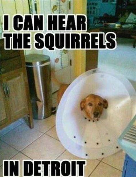 These Pets Are Making The Most Of Their Cones Funny Animal Pictures
