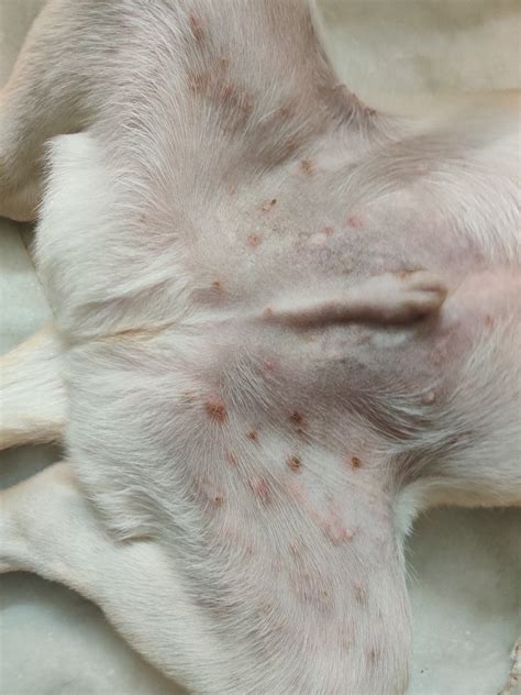 Dog Blackheads What They Look Like And Treatment Pethelpful