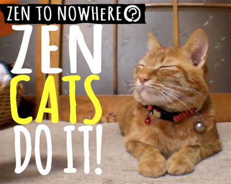 Zen To Nowhere Cat Video Cat  Cats Zen