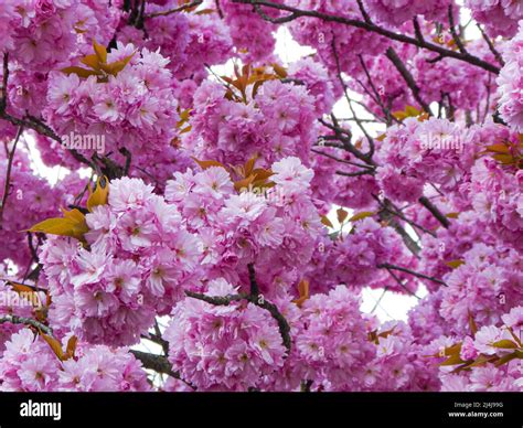 Árbol De Cerezo Japonés Con Flores Prunus Sernulata Que No Forma
