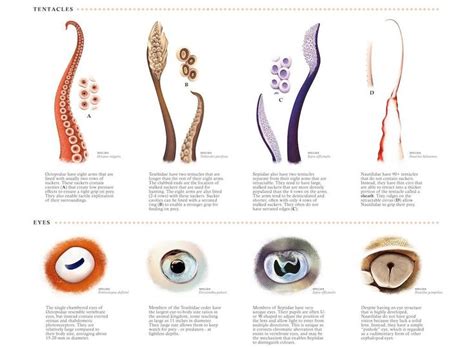 A Fascinating Print Comparing Cephalopod Anatomy Cephalopod Anatomy