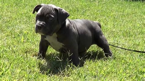 There are very few things that can illicit more pleasure then a pitbull puppy. Extreme XL Pocket Blue bully pit bull pup SUPERSTAR female ...