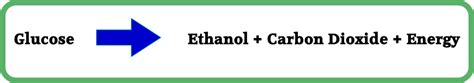 We did not find results for: Spice of Lyfe: Chemical Equation Of Aerobic Respiration