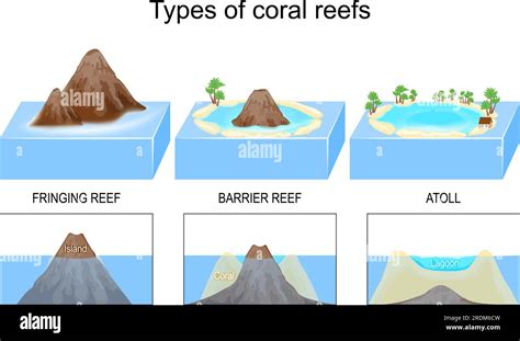 Types And Structure Of Coral Reefs And Islands From Fringing And