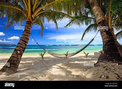 Hammock Between Two Palm Trees At Tropical Beach Philippines Stock