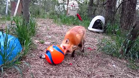 Cute Pet Baby Fox 2013 Youtube