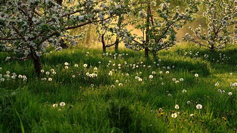Spring scenery is part of the nature, sun & sky wallpapers collection. Spring Meadow Wallpaper (63+ images)