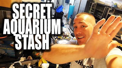 Submit them to share with the world. MY HIDDEN AQUARIUM STASH!! | The King of DIY - YouTube