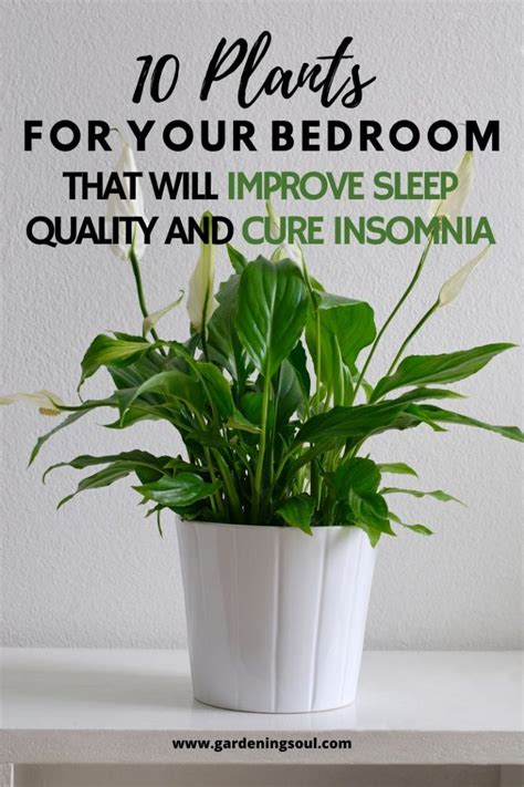 10 Plants For Your Bedroom That Can Improve Sleep Quality And Treat Insomnia