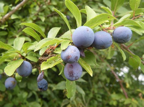 Sloe Gin Recipe Treeco Uses For Sloes