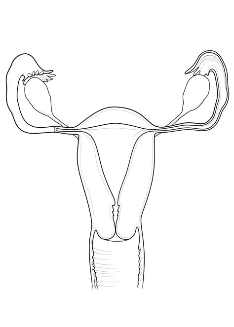 (i) the human female reproductive system which produces eggs is ovary. Female Reproductive System Sketch at PaintingValley.com | Explore collection of Female ...