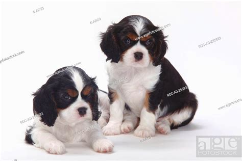 Cavalier King Charles Spaniel Puppies Tricolour 7 Weeks Stock Photo