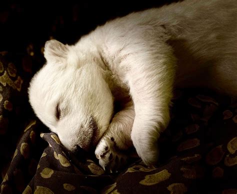 See 2 New Polar Bear Cubs Born At Detroit Zoo