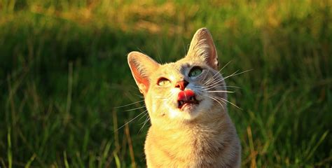 Certain cat breeds are known to pat more often only if the panting is in response to hard exercise, stress or a hot environment. Why Do Cats Pant? - FetchFind Blog