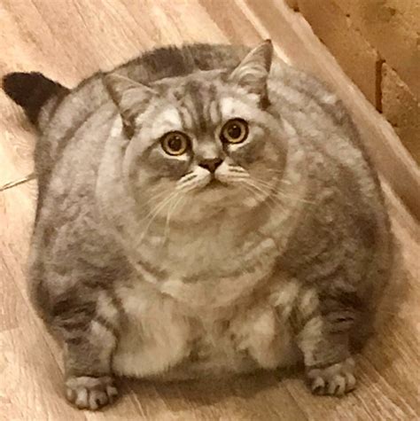 Worlds Fattest Cat Instagram Owner Battles Accusations Of Animal Cruelty
