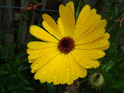 Raindrops On Yellow Flower Free Stock Photo Public Domain Pictures