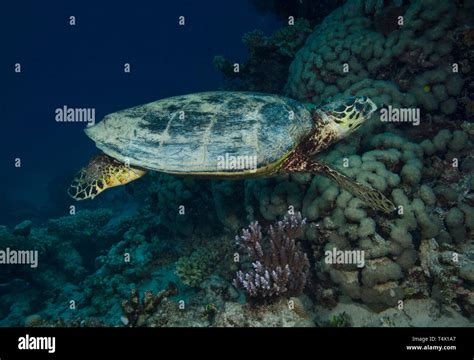 Hawksbill Turtle Eretmochelys Imbricata Swimming Over Coral Reef In