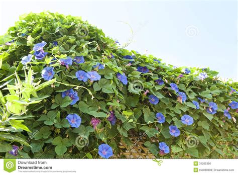 Blue Creeping Flowers Ipomea Purpurea Blue Purple Flowers Purpurea
