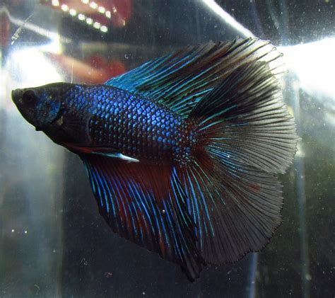 Double Tail Betta Male Tropical Fish For Freshwater