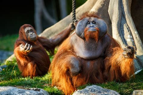Dmg Media Joins The Effort To Save Dublin Zoo With Media Campaign