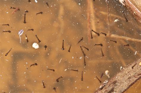 A House To Home Tadpoles Arrived