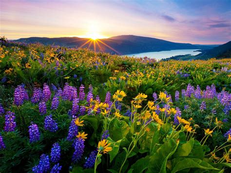 Sunrise Morning First Sun Rays Flowers Meadow With
