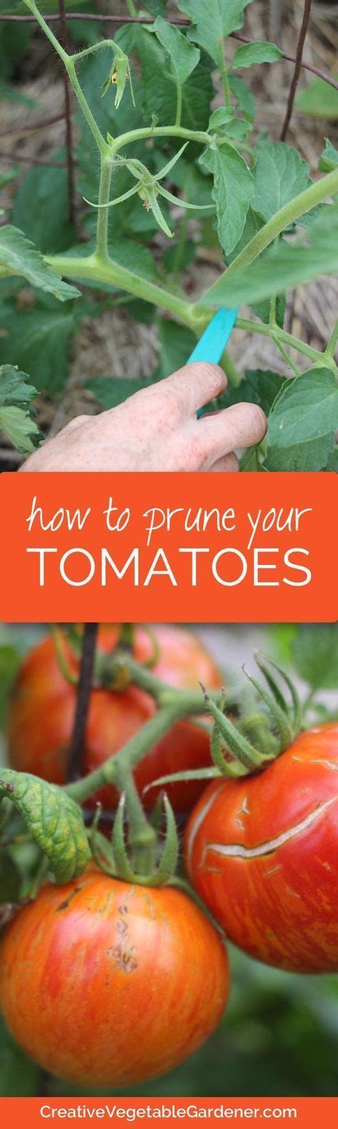 How To Prune Your Tomato Plants Like An Expert Tomato Garden Veg