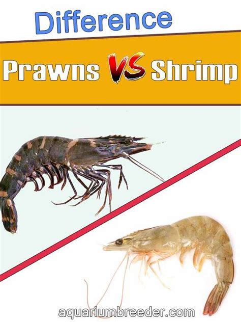 Difference Between Prawns And Shrimp Artofit