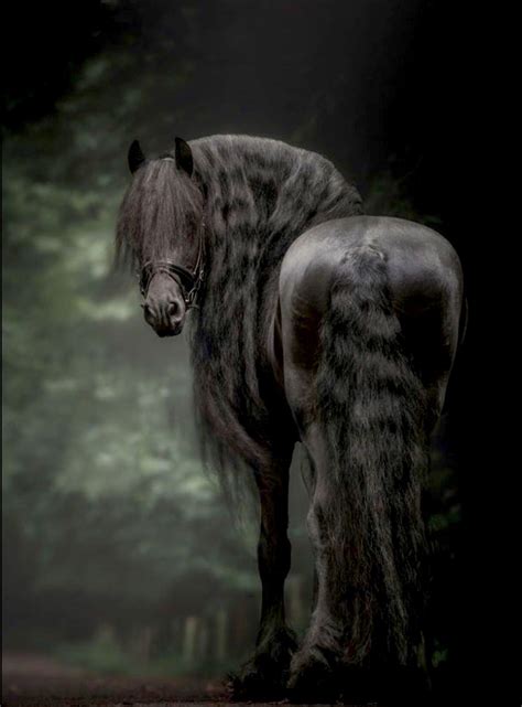 Pin By Kua On Aesthetics Friesian Horse Horses Pretty Horses