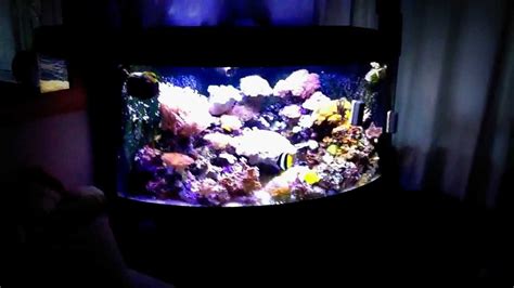 Reef Tank Juwel Trigon 350 L 1 Youtube