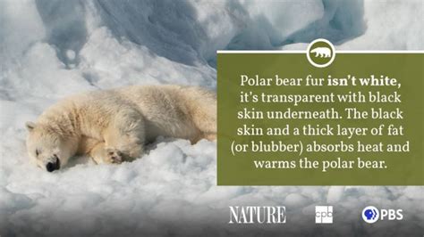 10 Facts Polar Bears