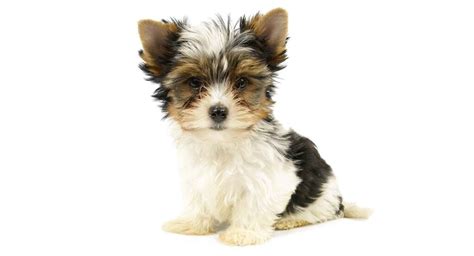Biewer Terrier Breed Traits Personality And Care