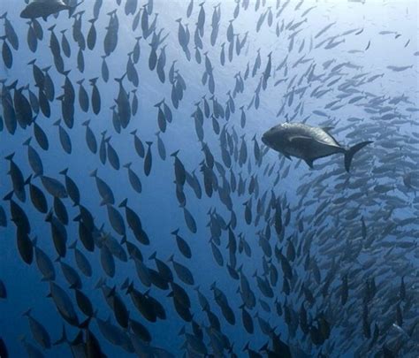 Konservasi Biota Laut Indonesia Menentukan Ekosistem Biodiversitas