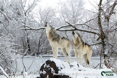 Wolf Park 70 Acre Park In Indiana Providing A Habitat For Wolves