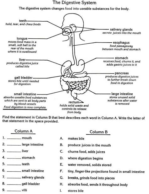 Food Digestion Worksheets Question Why Are Teeth An Important
