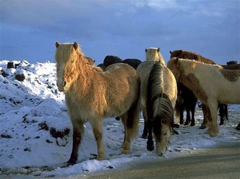 icelandic horse facts origin history gaits pictures