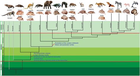 Frontiers Genetic Mechanisms Underlying Cortical Evolution In Mammals